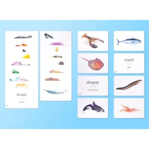 การ์ดกล่องแดง -- แฟลชการ์ดสำหรับเด็ก แฟลชการ์ด บัตรคำ Flashcards